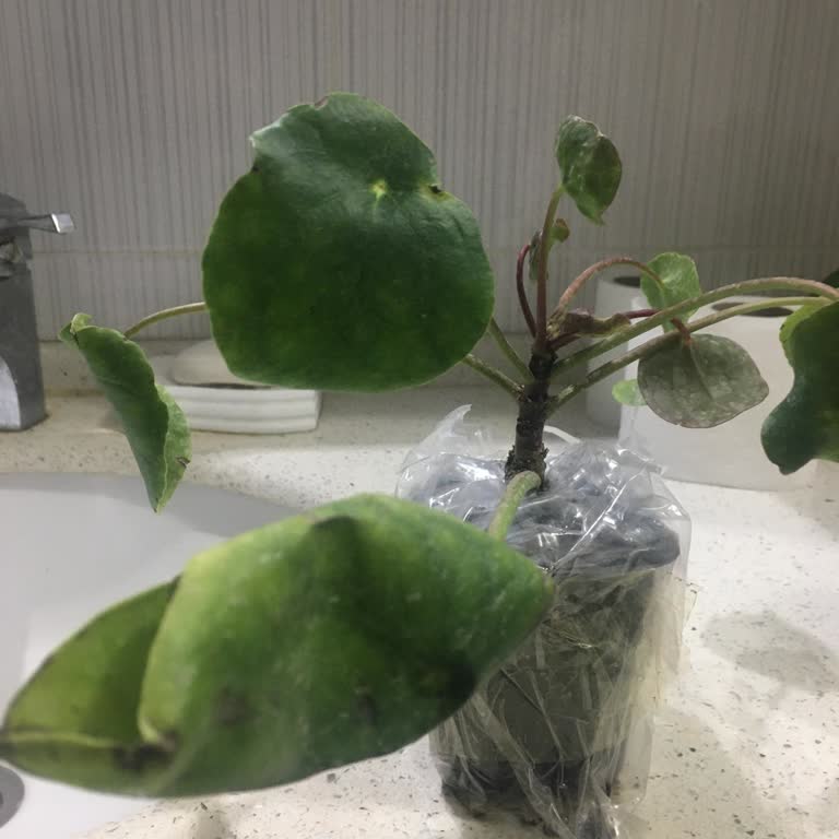 PttAVM Siparişim Çok Kötü Bir Halde Teslim Edildi!