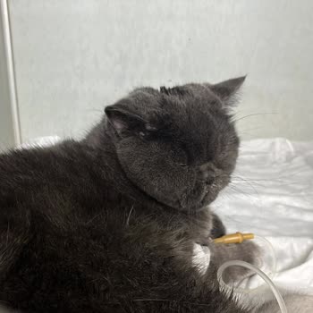 Kedim Aşı Sonrası Zehirlendi, Maddi Ve Manevi Destek Talep Ediyorum