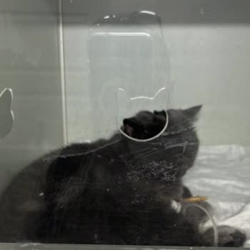 Kedim Aşı Sonrası Zehirlendi, Maddi Ve Manevi Destek Talep Ediyorum