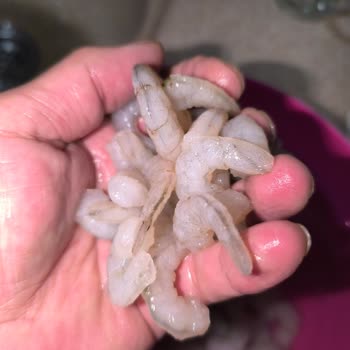 Dondurulmuş Karideste Temizlenmemiş Organlarla Karşılaştım