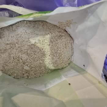 Aldığım Unun İçinden Böcek Çıktı Hijyen Konusunda Hayal Kırıklığı Yaşadım