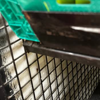 Migros Akbatı Manav Reyonunda Hijyen Sorunu Ve Böcek Problemi