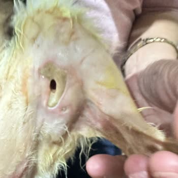 Empati Veteriner Kliniği (Tuzla) İlgisizlik Ve Kötü Muamele Nedeniyle Maddi Ve Manevi Zarar