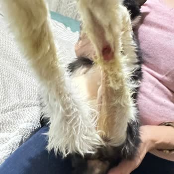 Empati Veteriner Kliniği (Tuzla) İlgisizlik Ve Kötü Muamele Nedeniyle Maddi Ve Manevi Zarar