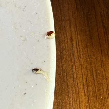 Peynirci Baba Reçelin İçindeki Böcekler