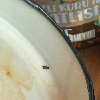 Peynirci Baba Reçelin İçindeki Böcekler