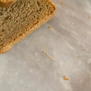 Eti Cici Bebe Kızarmış Ekmekten Canlı Tırtıl Çıkması Ve Gıda Güvenliği Endişesi