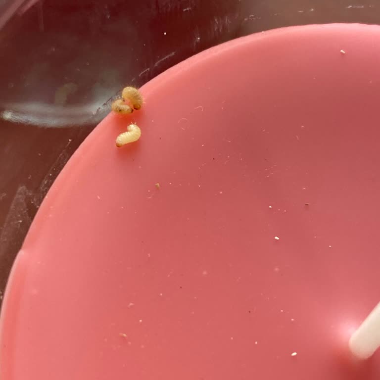 IKEA Satın Aldığım Mumların İçinden Kurt Çıkması Ve Hijyen Sorunu