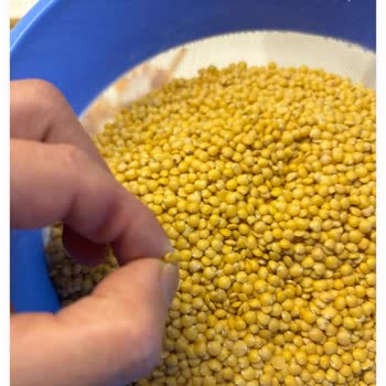 Aldığım Mercimeklerde Böcek Larvası Şüphesi