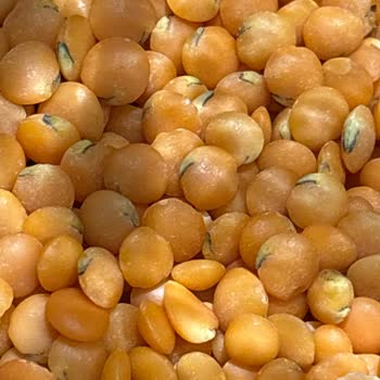 Aldığım Mercimeklerde Böcek Larvası Şüphesi