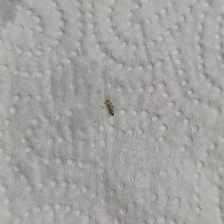 Aldığım İndomie Noodle Paketinden Kurt Çıktı: Hijyen Ve Sağlık Riski