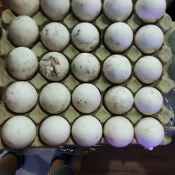 Satın Alınan Yumurtaların Çatlak Ve Küflü Çıkması Nedeniyle Mağduriyet