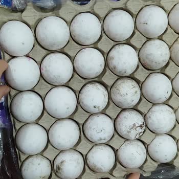 Satın Alınan Yumurtaların Çatlak Ve Küflü Çıkması Nedeniyle Mağduriyet