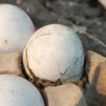 A101'den Aldığım Yumurtalar Küflü Ve Kırık Çıktı, Sağlığımız Tehlikeye Girdi