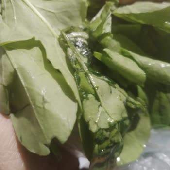 A101 Online Siparişimde Taze Yerine Bozuk Ve Olgunlaşmamış Ürünler Gönderildi