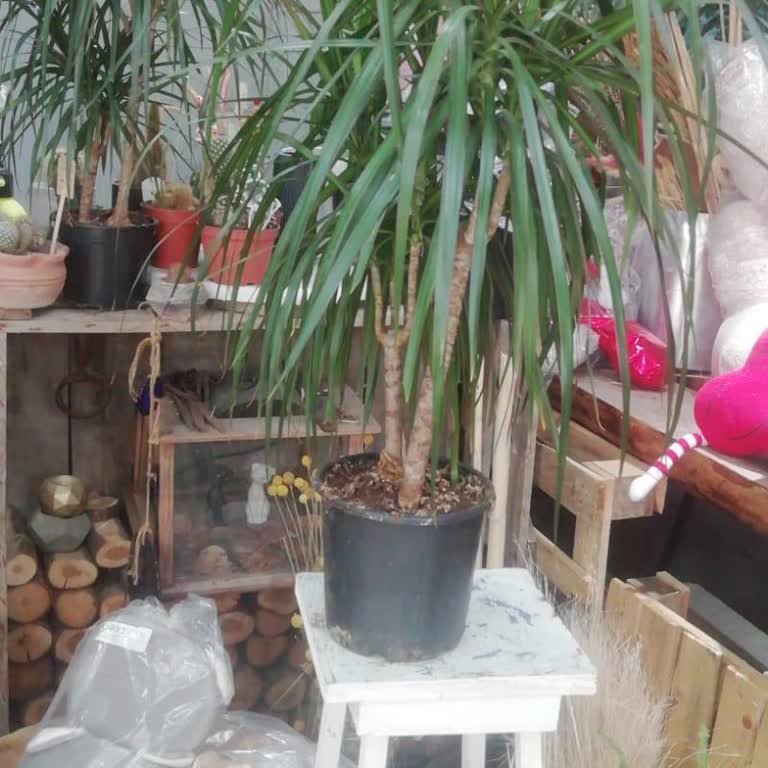 Ciceksepeti. Vip Siparişim Eksik Ve Yanlış Teslim Edildi, Mağduriyetim Giderilmedi