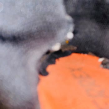 Adidas Terrex Ayakkabıda Erken Yırtılma Ve Garanti Sorunu