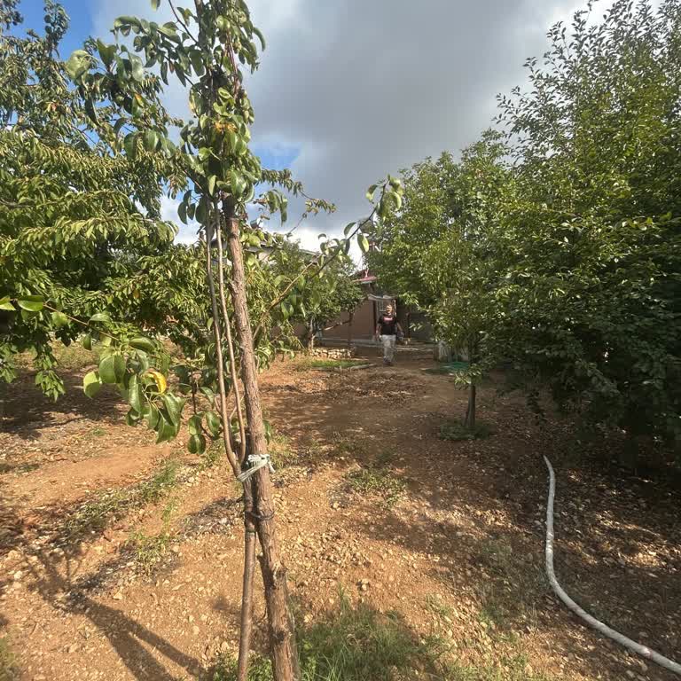 Düziçi TOKİ Konutlarında Yoğun Sivrisinek Ve Böcek Sorunu İçin Acil Çözüm Talebi