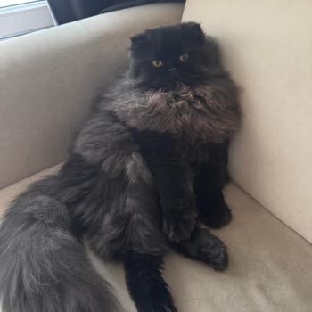 Lüks Karadeniz Evcil Hayvanla Seyahatte Bilgilendirme Eksikliği ve Şoförün Olumsuz Tavrı