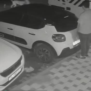 İstanbul Büyükşehir Belediyesi Sokakta Başıboş Saldırgan Hayvanlar