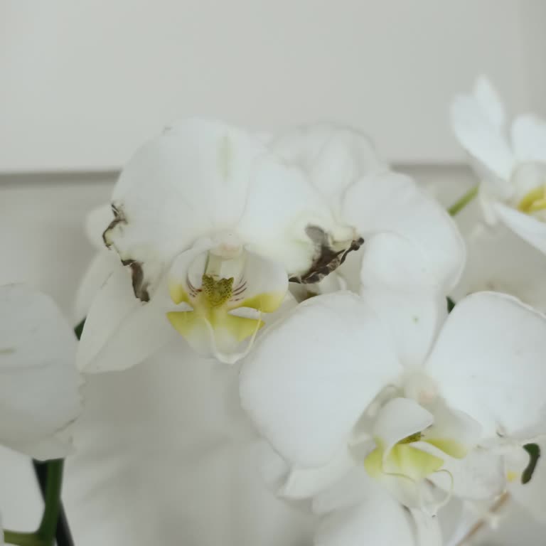 Çürük Orkide Teslimatı Ve Ücret İadesi Talebi