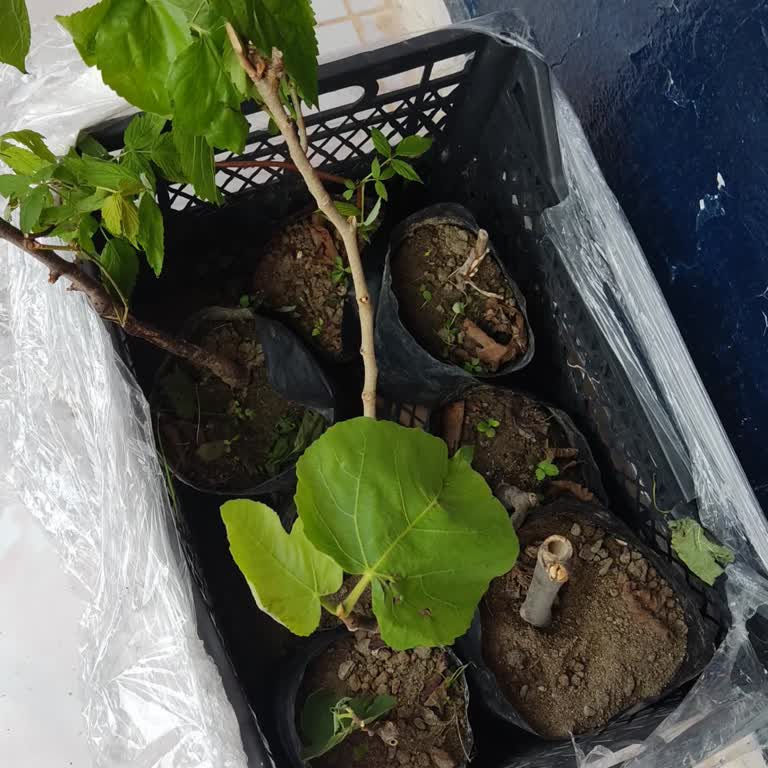 Fidancı Bey Kalitesiz ve Kurumuş Ürün Gönderimi