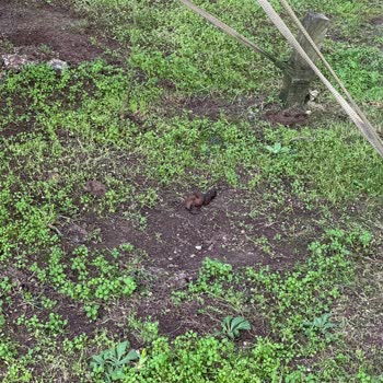 Site Genelinde Kedi Maması Ve Hijyen Sorunu Nedeniyle Yaşanan Sağlık Problemleri