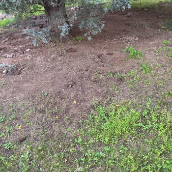 Site Genelinde Kedi Maması Ve Hijyen Sorunu Nedeniyle Yaşanan Sağlık Problemleri