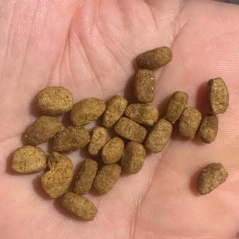 Aldığım Kedi Mamasının Orijinal Olmadığına Dair Ciddi Şüphelerim Var