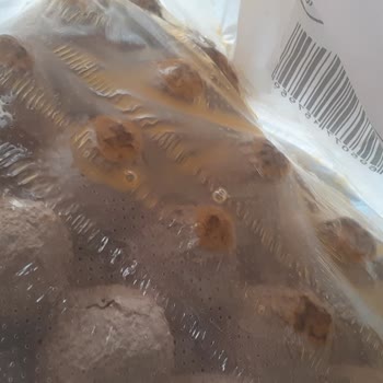 Kırık Ve Bozuk Yumurta İçin Şube Değişimi Engeli