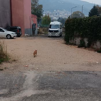Millet Bahçesi’ne Yaya Geçişi Eksikliği Ve Artan Otopark Ücretleri Mağduriyeti