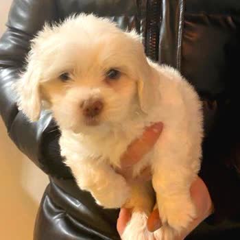 Satın Aldığım Yavru Köpeğin Sağlık Ve Irk Bilgileri Hakkında Şüphelerim Var