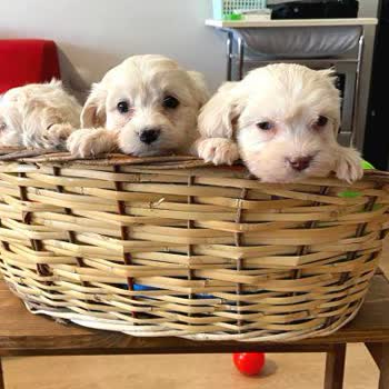 Satın Aldığım Yavru Köpeğin Sağlık Ve Irk Bilgileri Hakkında Şüphelerim Var