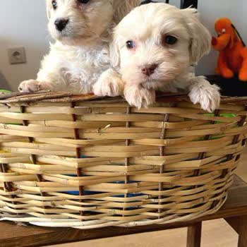 Satın Aldığım Yavru Köpeğin Sağlık Ve Irk Bilgileri Hakkında Şüphelerim Var