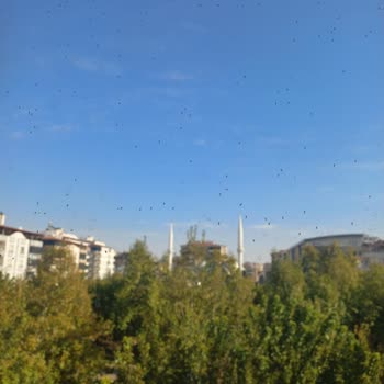 Gaziantep’te Böcek İstilasına Acil Müdahale Bekliyoruz!