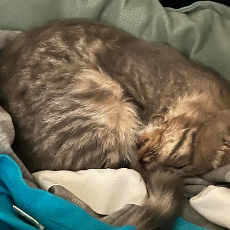 Barınak Yetkililerinin Sorumluluğu: Hasta Kedimiz Sokağa Bırakıldı, Bilgi Verilmedi