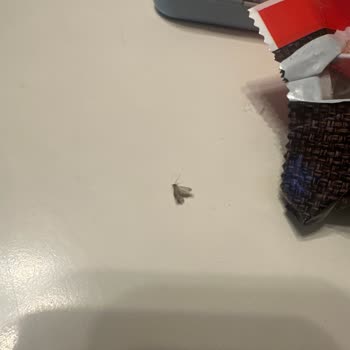 Kapalı Ambalajda Güvelenmiş Ve Böcekli Eti Burçak Ürünüyle Karşılaştım