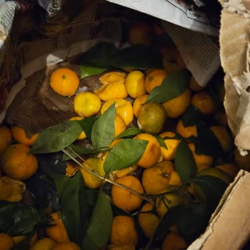 Kargo Teslimatında Yaşanan Gecikme Ve Zarar Nedeniyle Mağduriyet