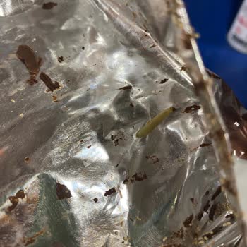 Aldığım Bisküvi Paketinden Canlı Kurt Çıktı Hijyen Endişesi Yaşıyorum