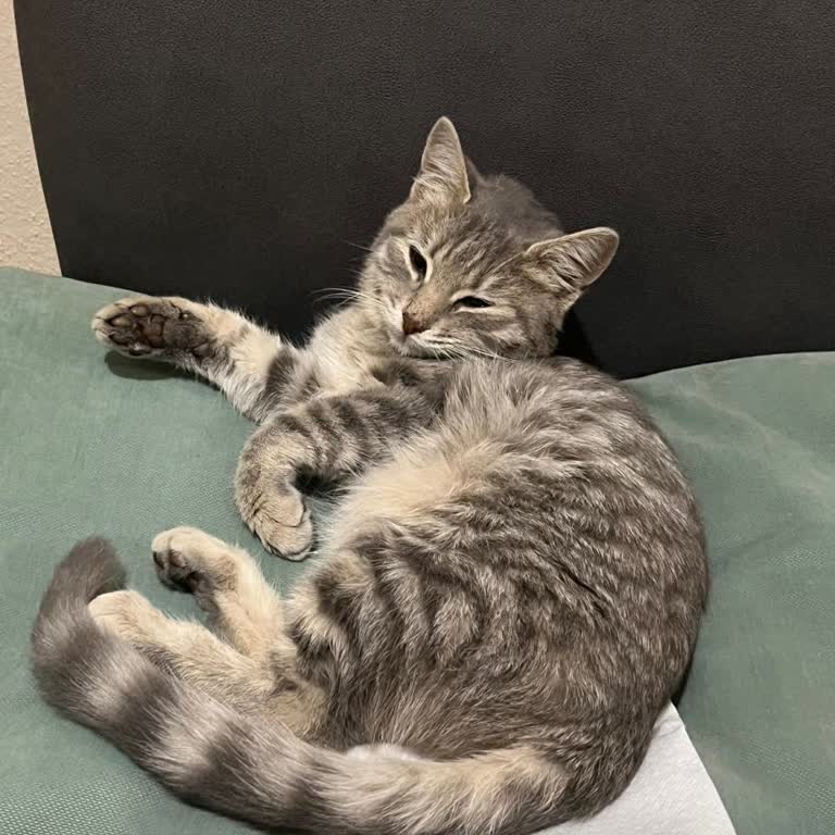 Belediye Ekipleri Tarafından Alınan Kedimin Akıbeti Hakkında Bilgi Alamıyorum