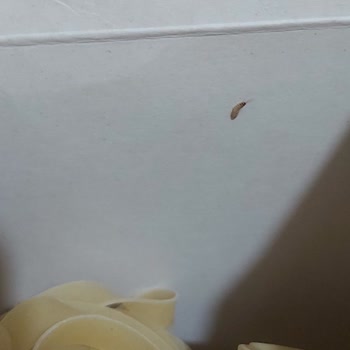 Aldığım Makarnanın İçinden Kurt Çıktı Hijyen Mağduriyeti Yaşıyorum