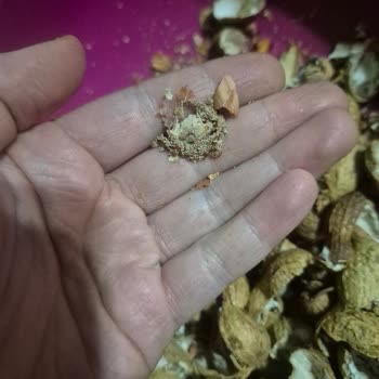 Aldığım Fıstıkların İçinden Kurtçuk Ve Larva Çıktı, Mağduriyetimin Giderilmesini İstiyorum