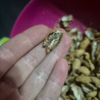 Aldığım Fıstıkların İçinden Kurtçuk Ve Larva Çıktı, Mağduriyetimin Giderilmesini İstiyorum