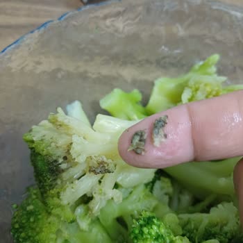 Migros Sanal Marketten Aldığım Feast Brokoli Küflü Ve Kalitesiz Çıktı