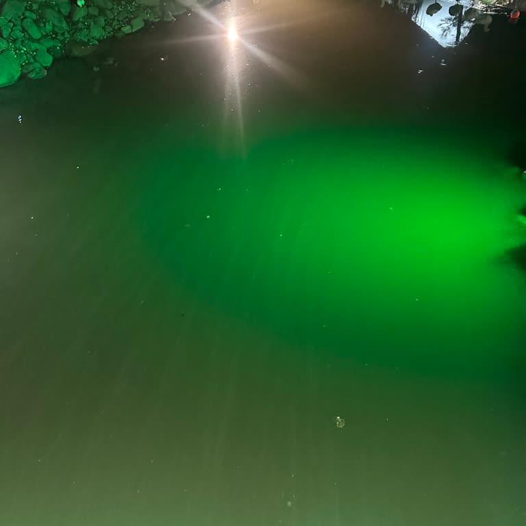 Kentpark’taki Kuğu Havuzu Bakımsız Ve Sağlıksız Durumda