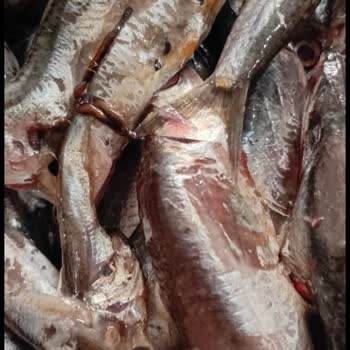 City Gross Balık Reyonunda Bayat Ürün Ve Fiyat Farkı Mağduriyeti