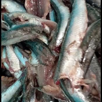 City Gross Balık Reyonunda Bayat Ürün Ve Fiyat Farkı Mağduriyeti