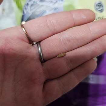 Bonisa Muhabbet Kuşu Yeminde Vaat Edilen Yulaf Neredeyse Yok