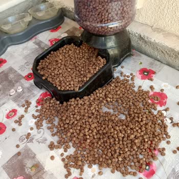 Kedilerim Goody Mamayı Yemedi, İade Ve Çözüm Taleplerim Yanıtsız Kaldı