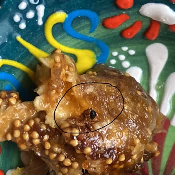 Harras Kuru İncirden Böcek Çıkması Ve Gıda Güvenliği Endişesi